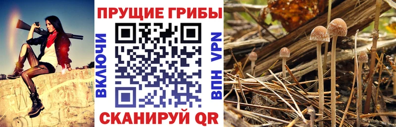 Галлюциногенные грибы MAGIC MUSHROOMS  где купить наркотик  Волосово 